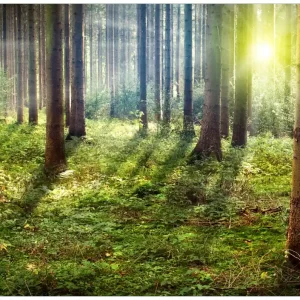 Top-Seller Selbstklebendes Poster Sonnenuntergang im Wald zwischen den Bäumen 70 x 100 cm