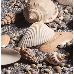 Echt Selbstklebendes Poster Muscheln am Strand 61 x 91,5 cm