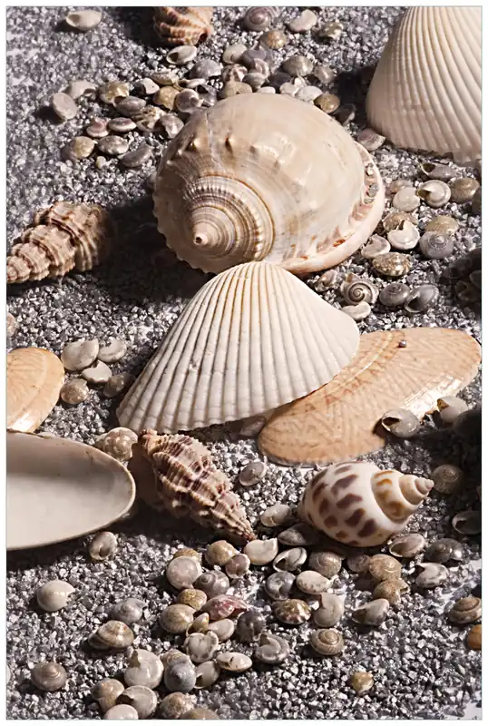 Echt Selbstklebendes Poster Muscheln am Strand 61 x 91,5 cm