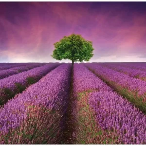 Jetzt Kaufen Selbstklebendes Poster Lila Blumenfeld 50 x 125 cm