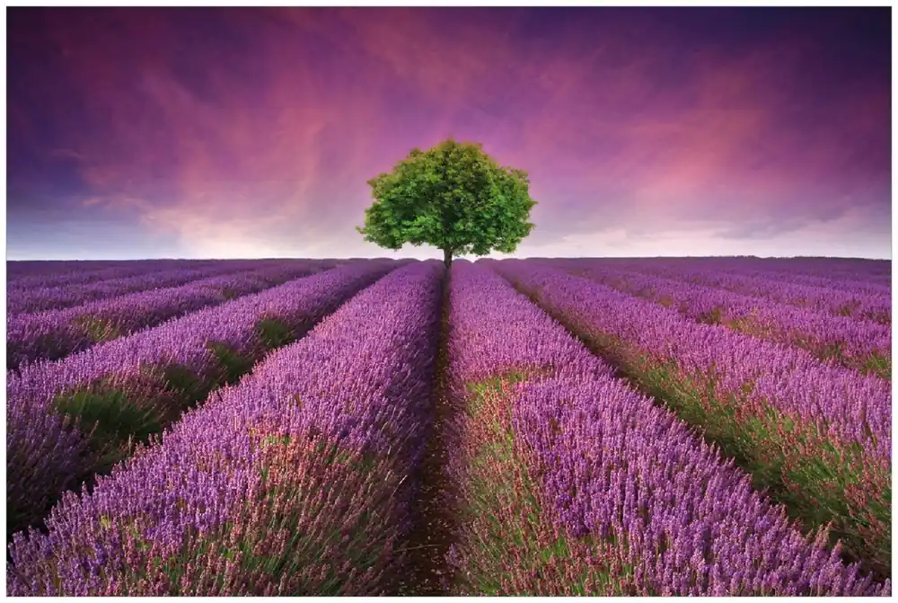 Jetzt Kaufen Selbstklebendes Poster Lila Blumenfeld 50 x 125 cm