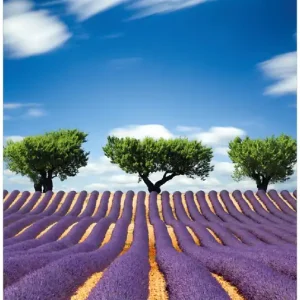 Heißes Angebot Selbstklebendes Poster Abstraktes lila Blumenfeld mit Lavendel 70 x 100 cm