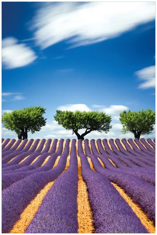 Heißes Angebot Selbstklebendes Poster Abstraktes lila Blumenfeld mit Lavendel 70 x 100 cm