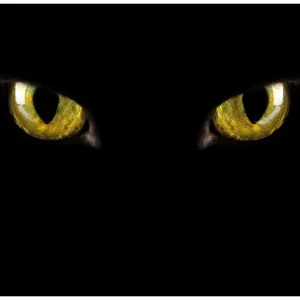 Top-Seller Selbstklebendes Poster Gelbe Katzenaugen bei Nacht 80 x 200 cm