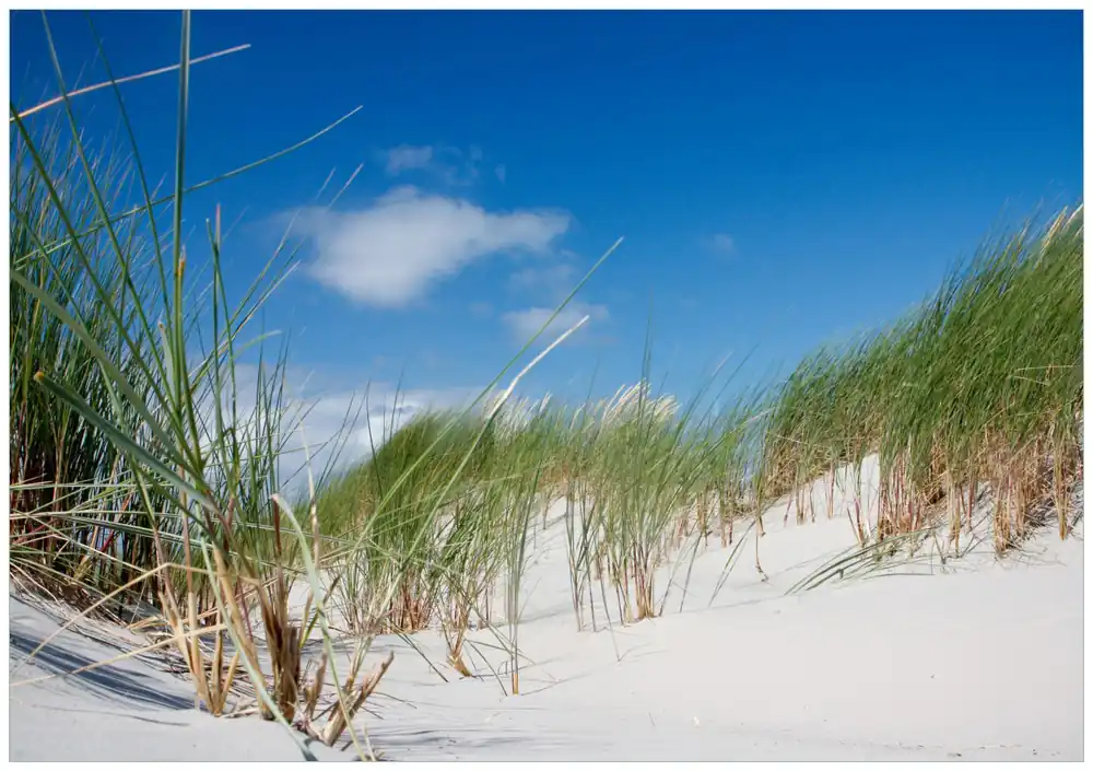 Bestpreis Selbstklebendes Poster Düne am Strand unter blauem Himmel 61 x 91,5 cm