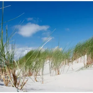 Jetzt Bestellen Selbstklebendes Poster Düne am Strand unter blauem Himmel 80 x 200 cm