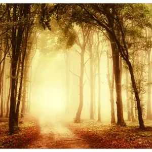 Direktkauf Selbstklebendes Poster Sonnenuntergang auf dem Waldweg 100 x 150 cm