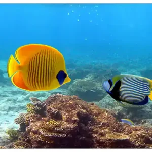 Solange Der Vorrat Reicht Selbstklebendes Poster Bunte Fische im Meer 80 x 200 cm