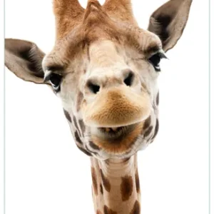 Sonderaktion Selbstklebendes Poster Giraffenkopf 61 x 91,5 cm