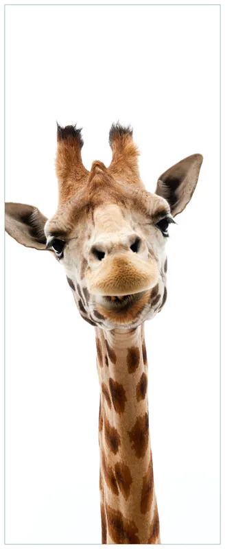 Sonderaktion Selbstklebendes Poster Giraffenkopf 61 x 91,5 cm