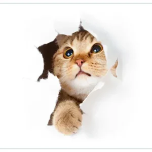 Abverkauf Selbstklebendes Poster Katze mit Blick nach oben 70 x 100 cm