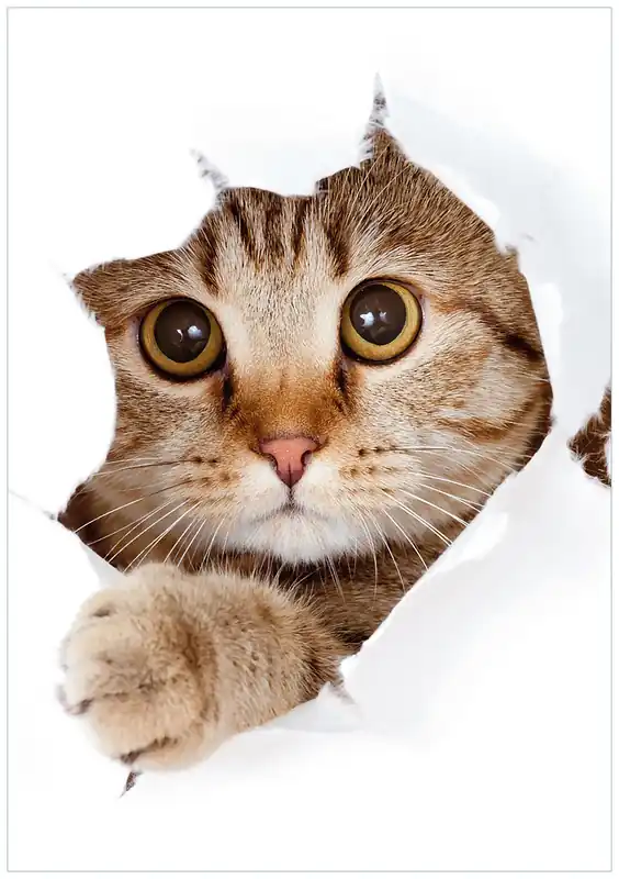 Solange Der Vorrat Reicht Selbstklebendes Poster Katze mit Blick nach vorn 80 x 200 cm