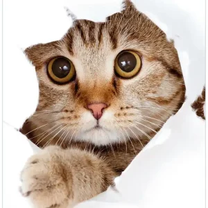 Beliebt Selbstklebendes Poster Katze mit Blick nach vorn 61 x 91,5 cm