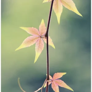 Günstig Selbstklebendes Poster Herbstblume 50 x 125 cm