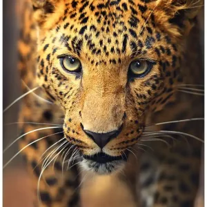 Billig Selbstklebendes Poster Leopard in Nahaufnahme beim Laufen 70 x 100 cm