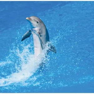 Angebot Selbstklebendes Poster Fröhlicher Delfin im blauen Wasser 70 x 100 cm