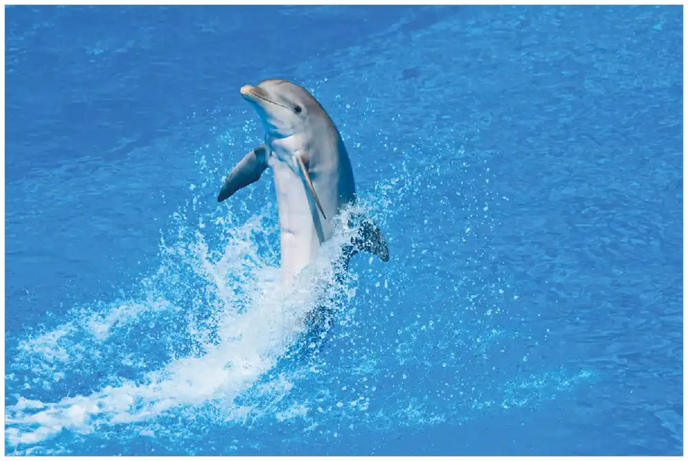 Gratis Versand Selbstklebendes Poster Fröhlicher Delfin im blauen Wasser 100 x 150 cm