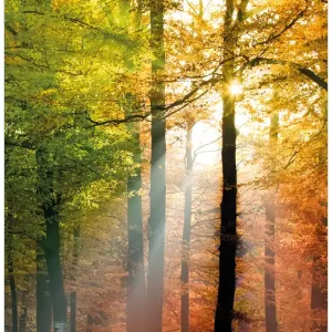 Günstig Selbstklebendes Poster Sonnenuntergang im Herbstwald 61 x 91,5 cm