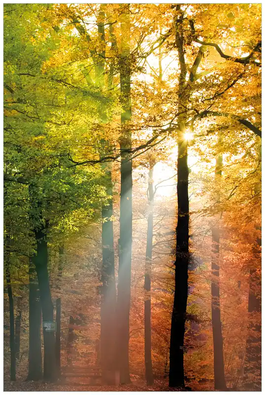 Günstig Selbstklebendes Poster Sonnenuntergang im Herbstwald 61 x 91,5 cm