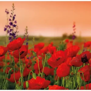 Finale Aktion Selbstklebendes Poster Mohnblumen auf dem Feld 61 x 91,5 cm