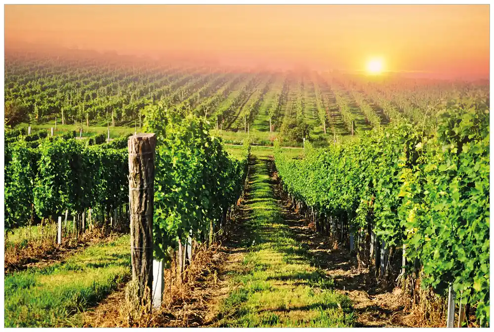 Geprüft Selbstklebendes Poster Weinberg mit untergehender Sonne 80 x 200 cm