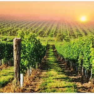 Selbstklebendes Poster Weinberg mit untergehender Sonne 100 x 150 cm Saisonangebot