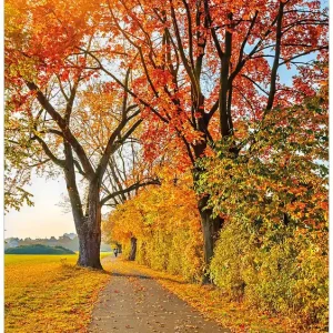Bestseller Selbstklebendes Poster Herbstlicher Waldweg mit buntem Laub 70 x 100 cm