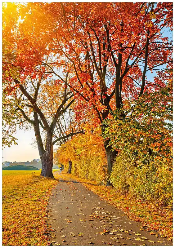 Bestseller Selbstklebendes Poster Herbstlicher Waldweg mit buntem Laub 70 x 100 cm
