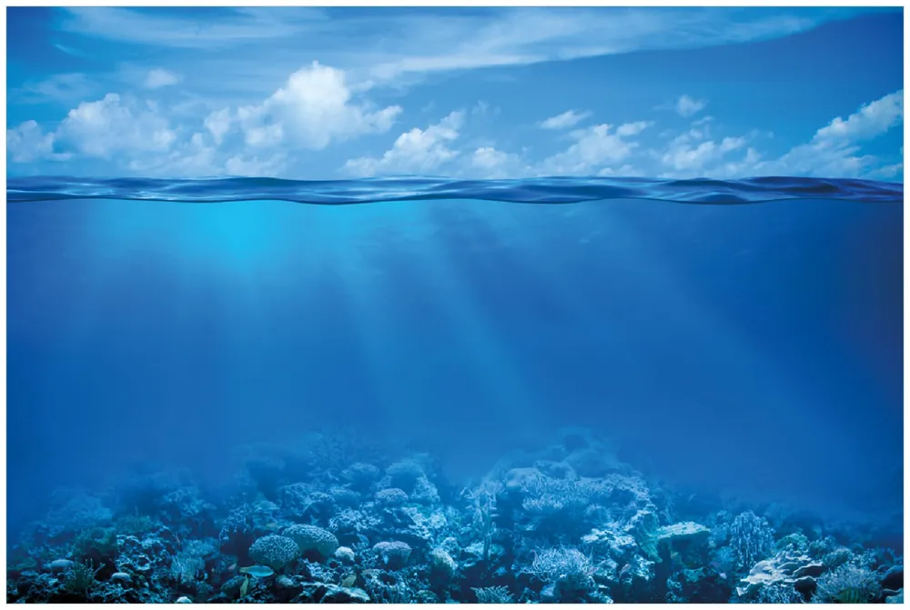 Günstig Selbstklebendes Poster Unterwasserwelt Meer 61 x 91,5 cm