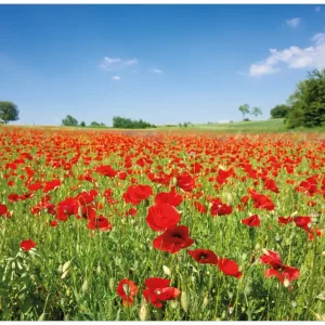 Top-Angebot Selbstklebendes Poster Mohnblumenfeld- rote Blumen unter blauem Himmel 70 x 100 cm