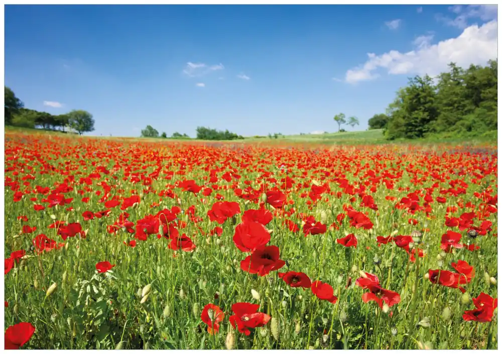 Top-Angebot Selbstklebendes Poster Mohnblumenfeld- rote Blumen unter blauem Himmel 70 x 100 cm