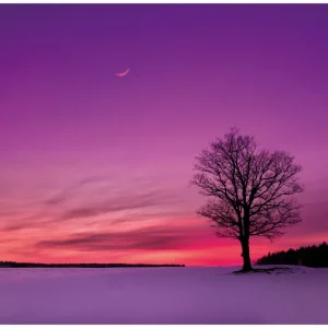 Direktkauf Selbstklebendes Poster Mond und Baum am Abend bei Schnee 70 x 100 cm