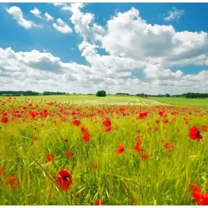 Bestseller Selbstklebendes Poster Grüne Wiese mit Mohnblumen 61 x 91,5 cm
