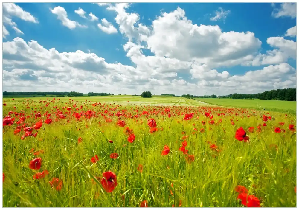 Sonderangebot Selbstklebendes Poster Grüne Wiese mit Mohnblumen 50 x 125 cm