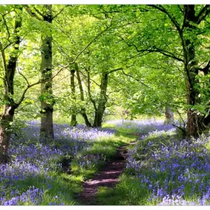 Beliebt Selbstklebendes Poster Blaues Hasenglöckchen im Wald 50 x 125 cm
