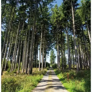 Kostenloser Rückversand Selbstklebendes Poster Stiller Waldweg 50 x 125 cm