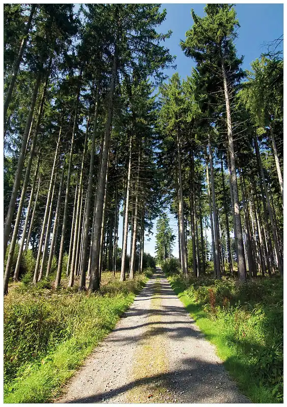 Bestpreis Selbstklebendes Poster Stiller Waldweg 70 x 100 cm