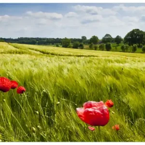 Top-Preis Selbstklebendes Poster Mohnblumenwiese auf grüner Wiese unter blauem Himmel 70 x 100 cm