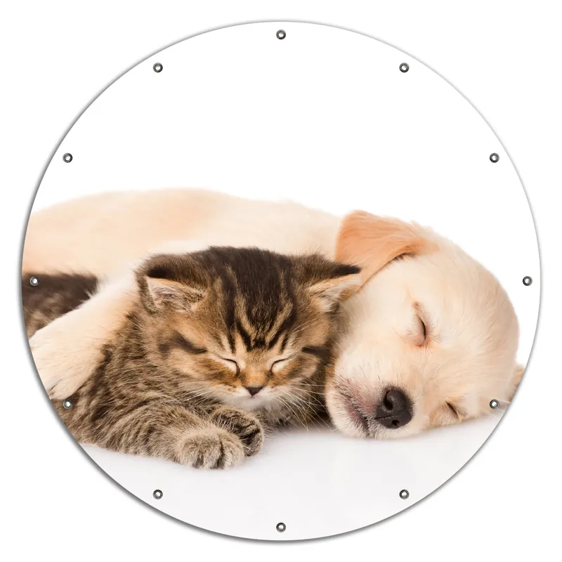 Zertifiziert Gartenposter Katze und Hund in Harmonie - Kuschelnde Tiere 180 x 180 cm. 2-teilig